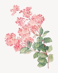 Hydrangea, vintage flower illustration by Ma Yuanyu. Remixed by rawpixel.