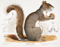 Gray squirrel, Northern gray, Sciurus migratorius (1872), vintage animal illustration. Original public domain image from the Library of Congress. Digitally enhanced by rawpixel.