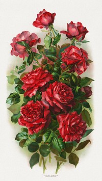 First prize (American Beauties) (1901), vintage flower illustration. Original public domain image from the Library of Congress. Digitally enhanced by rawpixel.