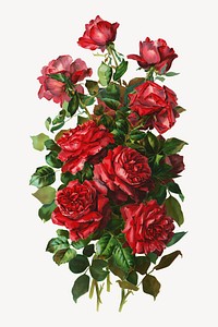 Red rose, vintage flower illustration. Remixed by rawpixel.