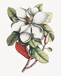 Magnolia grandiflora, vintage flower illustration by Georg Dionysius Ehret; Etcher. Remixed by rawpixel.