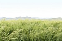 Wild grass field landscape grassland. 