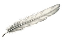 Feather white wing white background. 