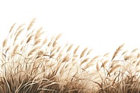 Wild grass backgrounds outdoors plant. 