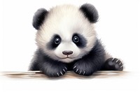 Baby panda wildlife animal mammal. 