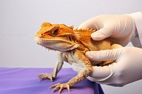 Veterinarian reptile animal lizard. 