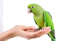 Woman veterinarian parrot animal green. AI generated Image by rawpixel.