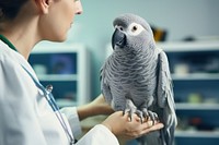 Veterinarian animal parrot hospital. 