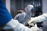 Veterinarian animal parrot bird. 