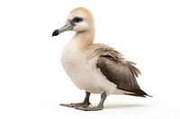 Albatross animal beak bird. AI generated Image by rawpixel.
