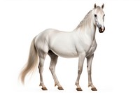Arabian horse stallion animal mammal. AI generated Image by rawpixel.