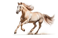 Arabian horse running stallion animal mammal. AI generated Image by rawpixel.