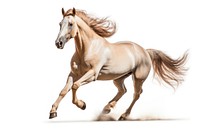 Arabian horse running stallion animal mammal. 