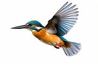 Common flying kingfisher animal bird beak. AI generated Image by rawpixel.
