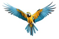 Macaw flying animal parrot. AI generated Image by rawpixel.