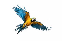 Macaw animal parrot yellow. AI generated Image by rawpixel.