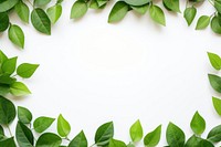 Green leaves frame backgrounds plant herbs. AI generated Image by rawpixel.