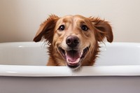 Bathtub dog bathroom mammal. 