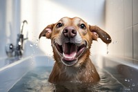 Bathtub dog bathroom mammal. 