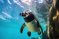 Penguin aquarium animal underwater. 