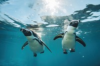 Penguin aquarium swimming animal. 