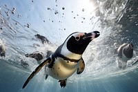 Penguin wildlife swimming animal. 