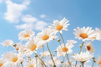 Daisies flower sky outdoors blossom. 