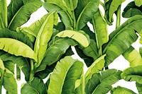 Banana tree leaf backgrounds plant. 