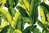 Banana tree leaf backgrounds outdoors