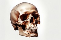 Skeleton anthropology anatomy spooky. AI generated Image by rawpixel.