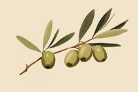 Olive branch plant olive green. 