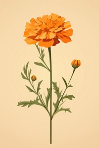 French marigold flower plant petal. 