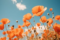 Poppies flower outdoors blossom nature. 