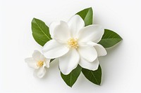 Blossom flower plant petal. AI generated Image by rawpixel.