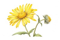 Yellow daisy sunflower drawing yellow. AI generated Image by rawpixel.