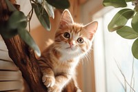 Mammal animal kitten tree. 