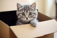 Grey tabby cat cardboard box mammal. 