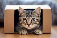 Grey tabby cat cardboard box animal. 