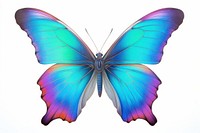 Butterfly animal insect white background. 