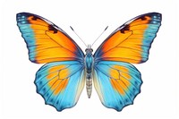 Butterfly insect animal white background. 