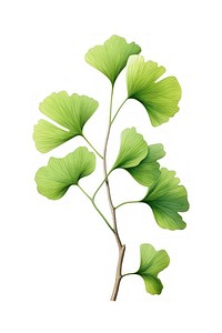 Ginkgo biloba plant leaf white background. 