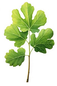 Iddle-leaf fig plant tree food. AI generated Image by rawpixel.