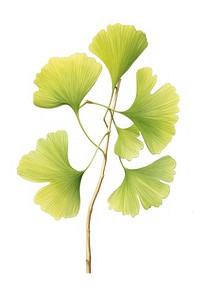 Ginkgo biloba plant leaf white background. AI generated Image by rawpixel.