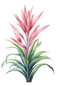 Dracaena Marginata Plant plant drawing flower. 