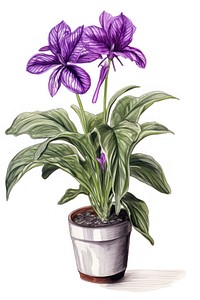 Indoor plant flower drawing purple. 