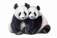 Giant panda wildlife animal mammal. AI generated Image by rawpixel.