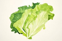 Lettuce vegetable food freshness. 