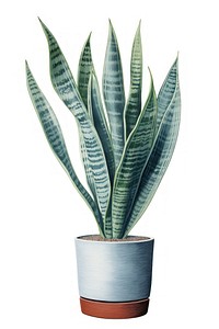 Snake plant leaf white background houseplant. AI generated Image by rawpixel.