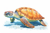 Sea turtle reptile drawing animal. 