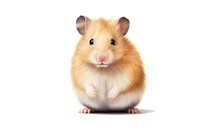 Hamster rat rodent mammal. AI generated Image by rawpixel.